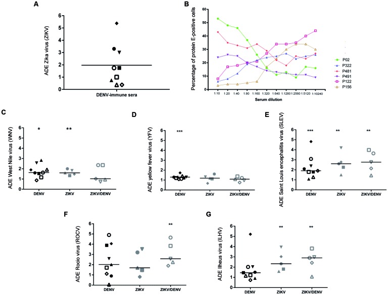 Flavivirus enhancement of infection by DENV- and ZIKV-immune sera.
(A) enhancement of DENV-immune sera (n = 9) on ZIKV infection in K562
cells. horizontal bars indicate the median values; (B) six
representative antibody dependent enhancement (ADE) curves (percentage
of positive cells) of K562 cells infected with ZIKV-PE243; Infection
enhancement of (C) YFV-prM/E-WNV; (D) YFV-17D; (E) YFV-prM/E-SLEV; (F)
YFV-prM/E-ROCV; and (G) YFV-prM/E-ILHV chimeras by convalescent sera
from positive DENV (n = 09), ZIKV (n = 5) and ZIKV/DENV patients (n = 5)
donors was evaluated. Double comparisons with control group were
performed by Mann Withney U test. *: p ≤ 0.05; **: p ≤ 0.01; ***: p ≤
0.001.