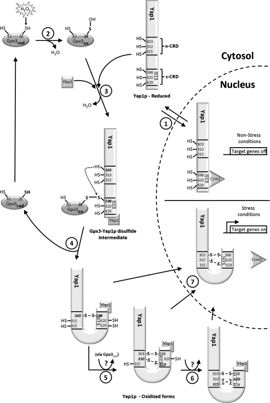 FIG. 2.