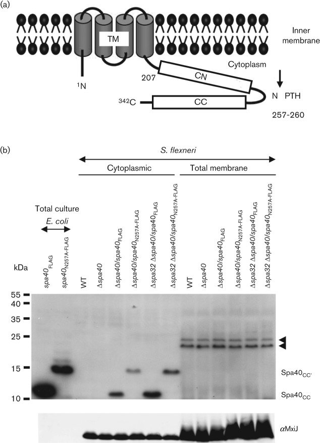 Fig. 1. 