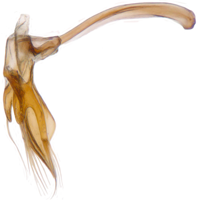 Figure 2d.