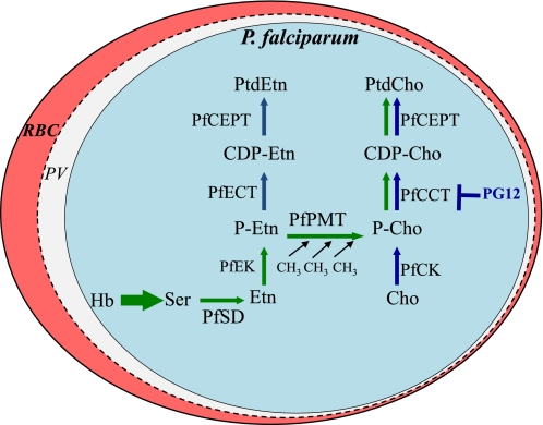 Pg12, A Phospholipid Analog With Potent Antimalarial Activity, Inhibits 