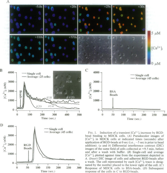 graphic file with name pnas01139-0392-a.jpg