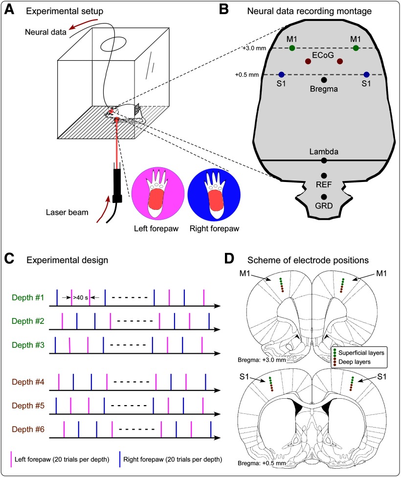 Figure 1.