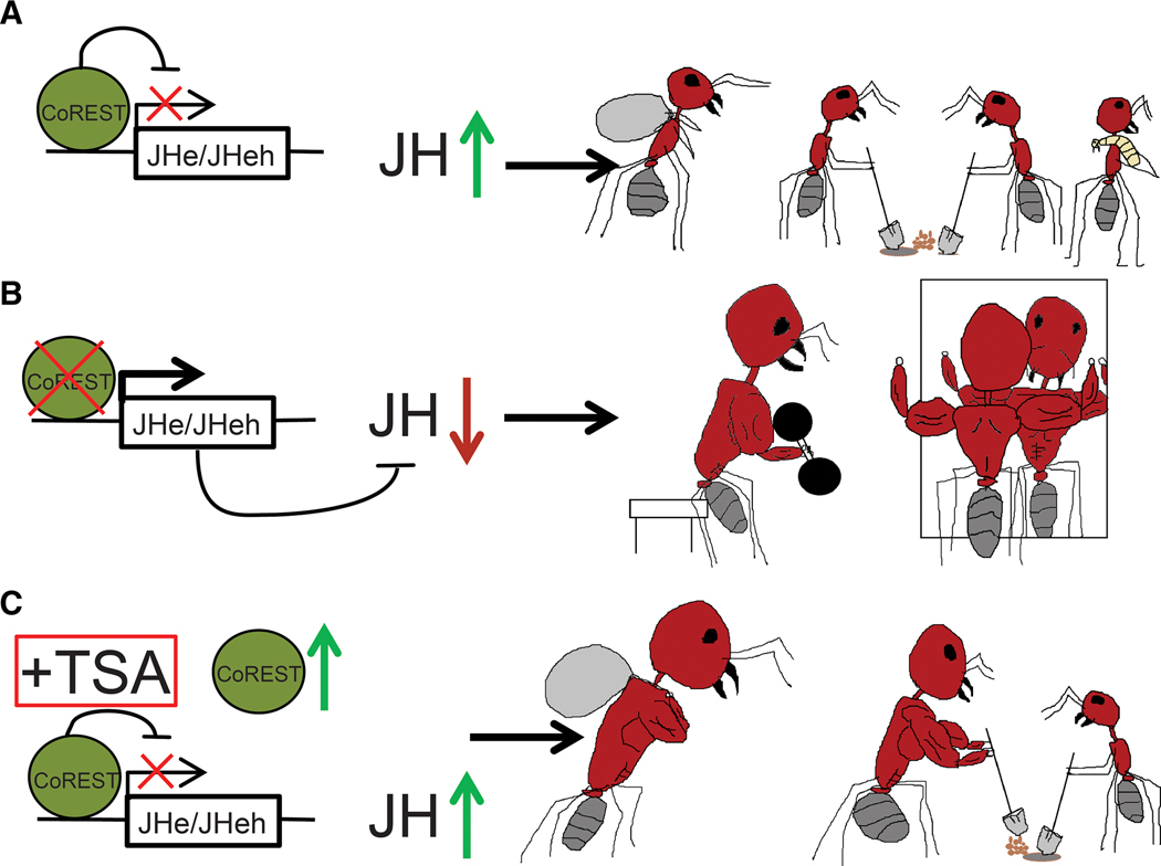 Figure 7.