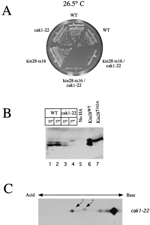 FIG. 8