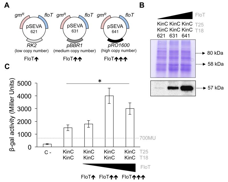 Figure 5