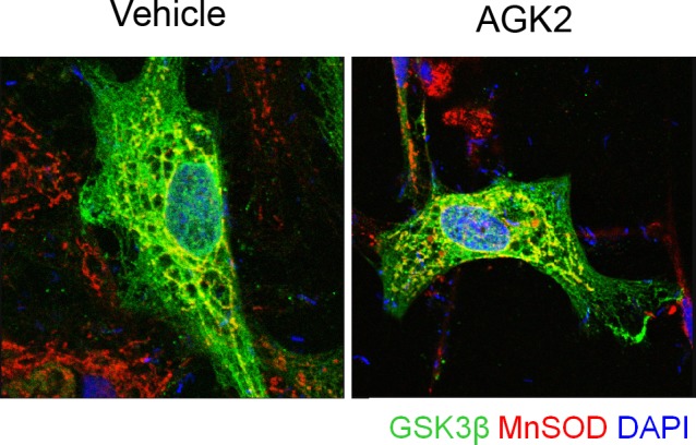 Figure 3—figure supplement 3.