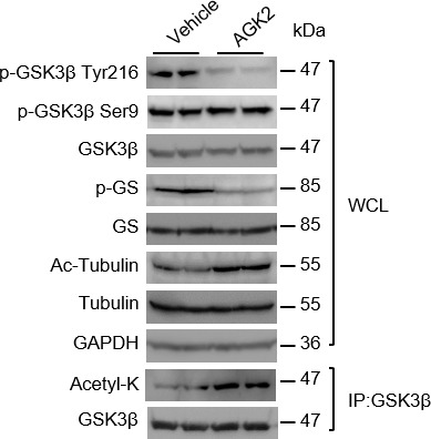 Figure 3—figure supplement 2.