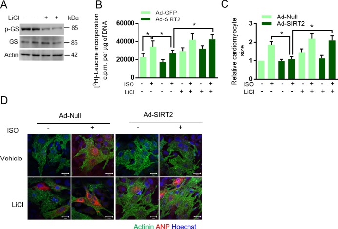 Figure 5—figure supplement 1.