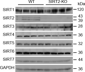 Figure 3—figure supplement 5.