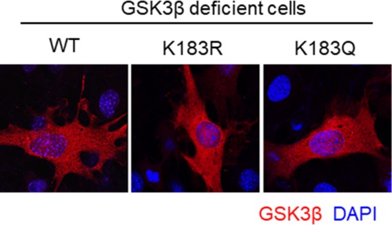 Figure 3—figure supplement 4.