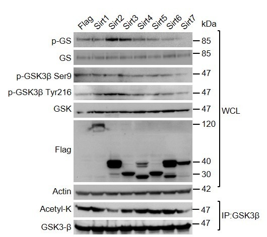 Figure 3—figure supplement 1.