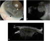 Fig. 1