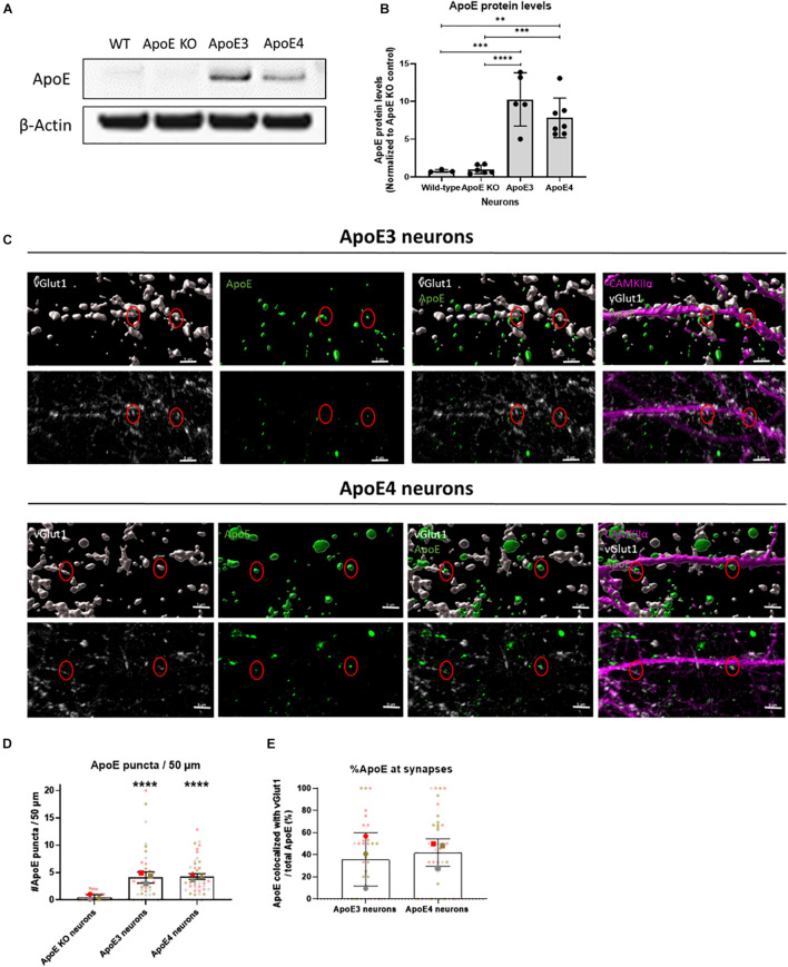 FIGURE 3