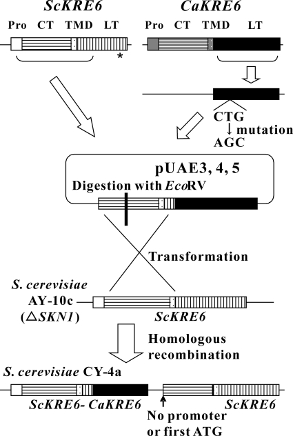 FIG. 2.