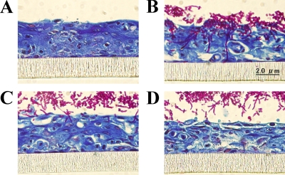 FIG. 8.