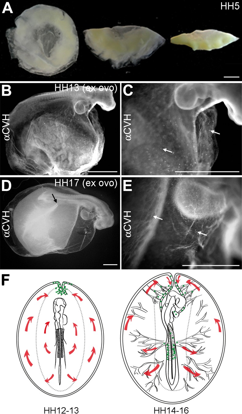 Fig. 5.