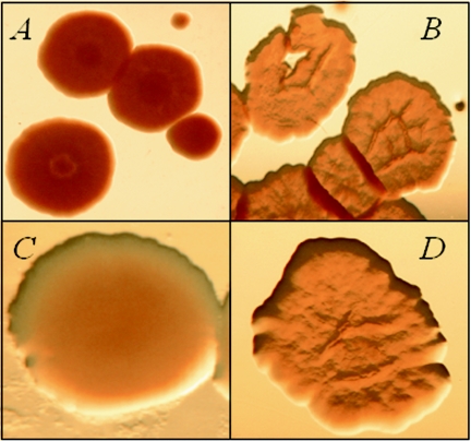 FIG. 1.