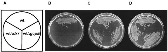 FIG. 5