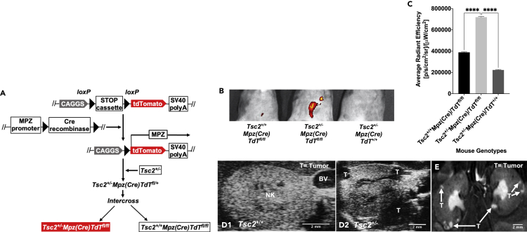 Figure 1