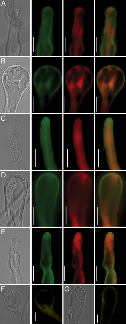 Fig. 5.