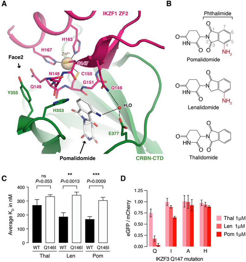 Defining the human C2H2 zinc-finger degrome targeted by thalidomide ...