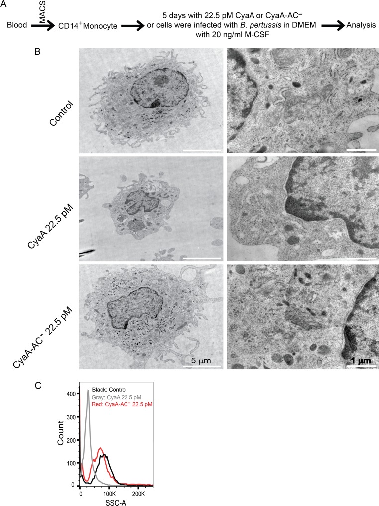 FIG 1