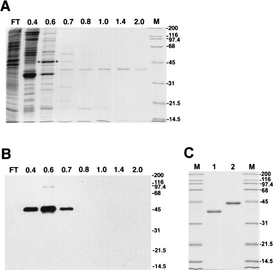 FIG. 1