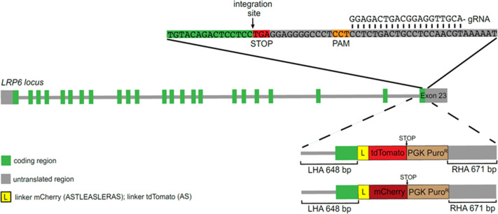 Figure 3—figure supplement 5.