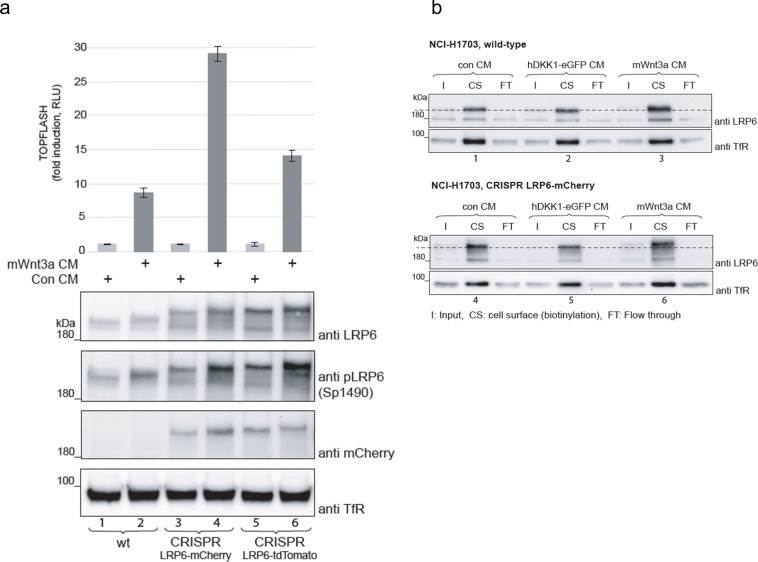 Figure 3—figure supplement 7.