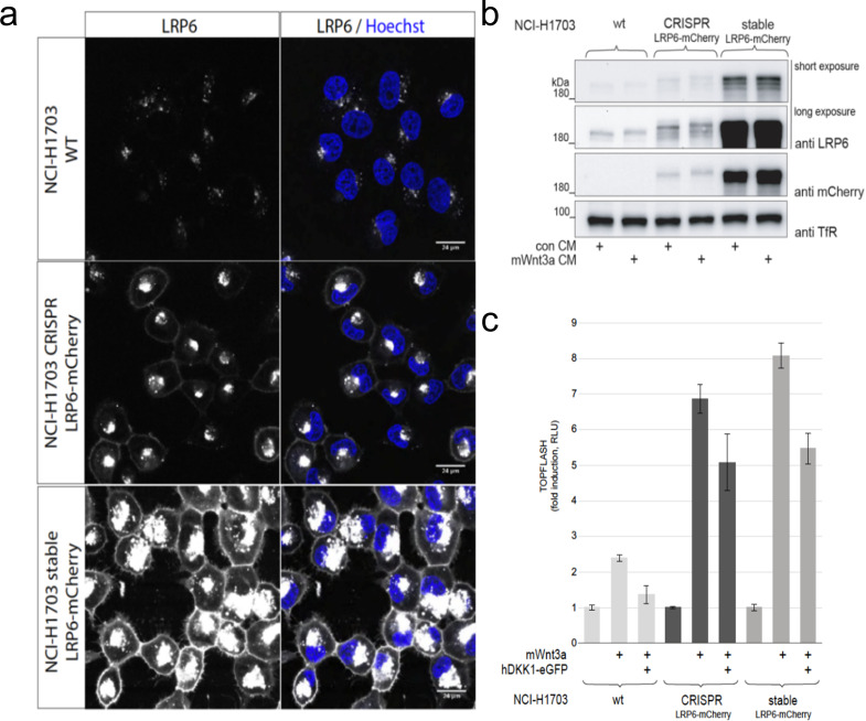 Figure 3—figure supplement 2.