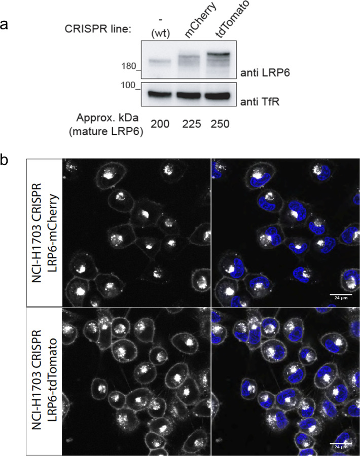 Figure 3—figure supplement 3.