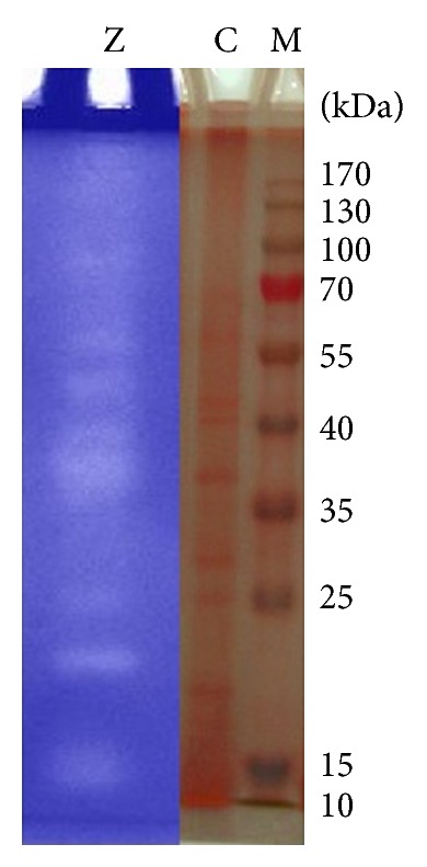 Figure 13