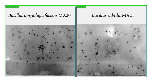 Figure 16