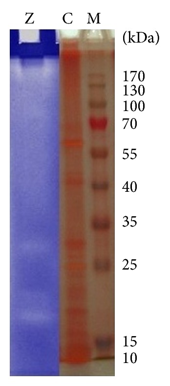 Figure 12