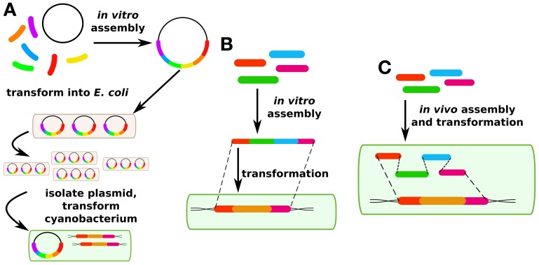 Figure 2