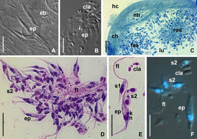 Fig 3