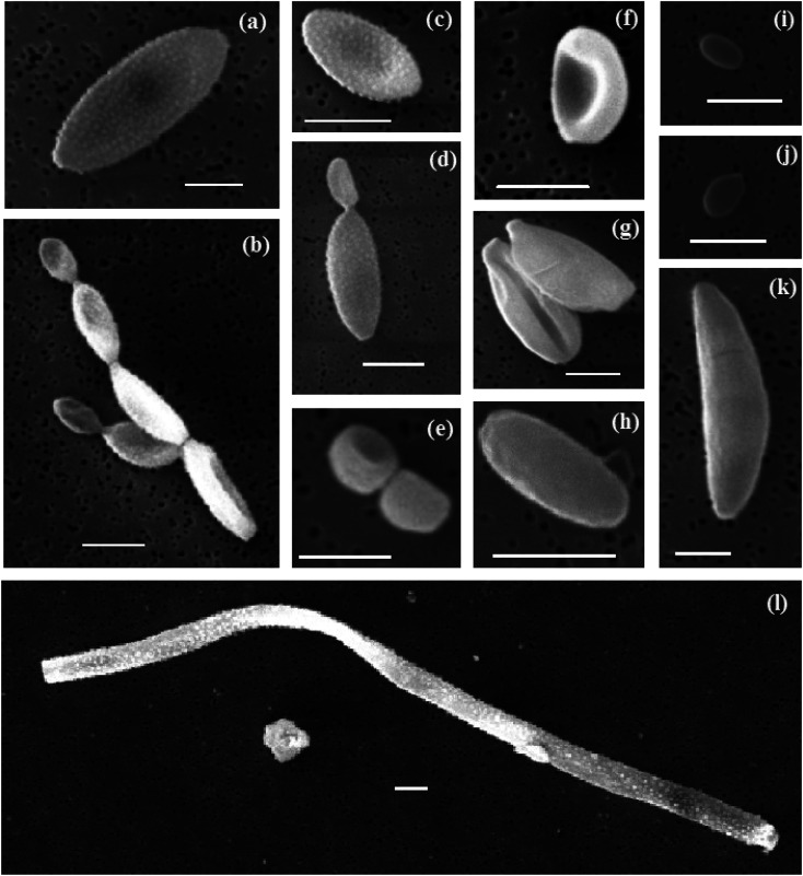 Fig. 9