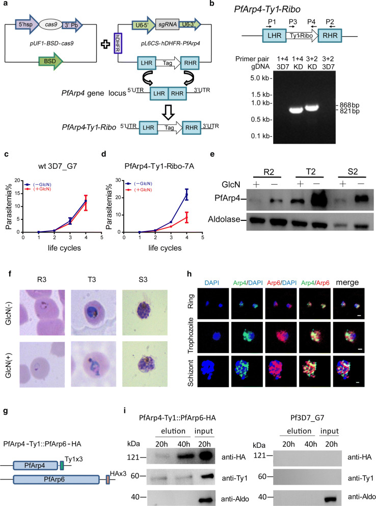 Fig. 1