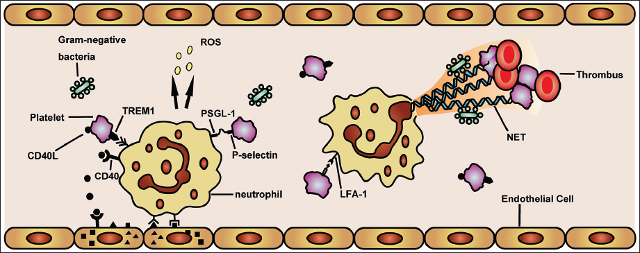 Figure 1: