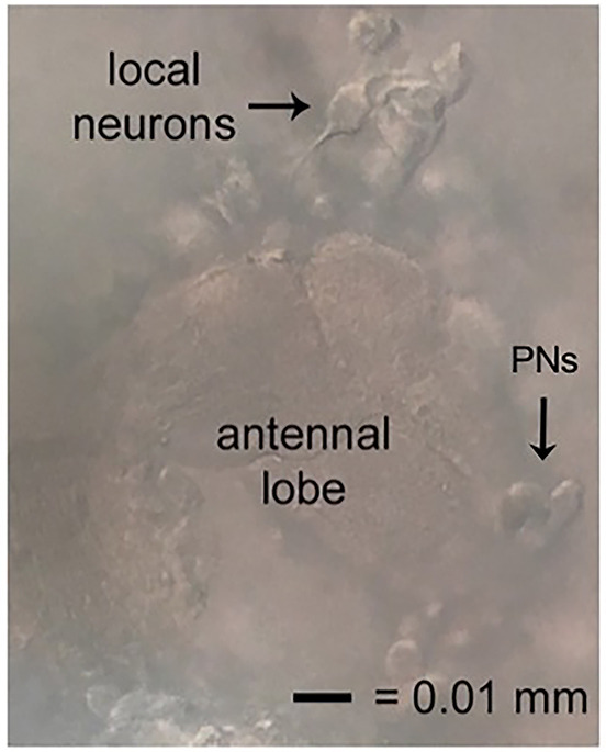 Figure 5.