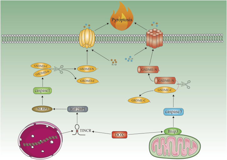 FIGURE 3