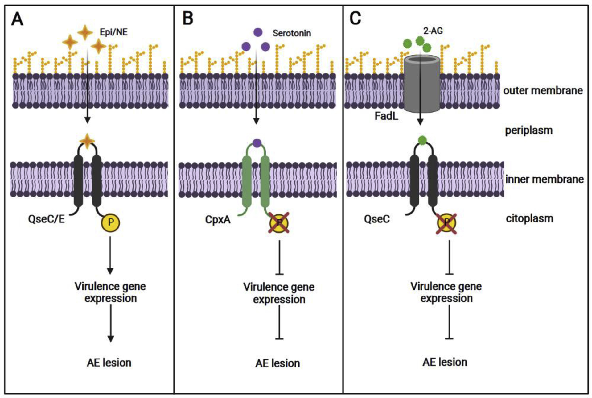 Figure 1: