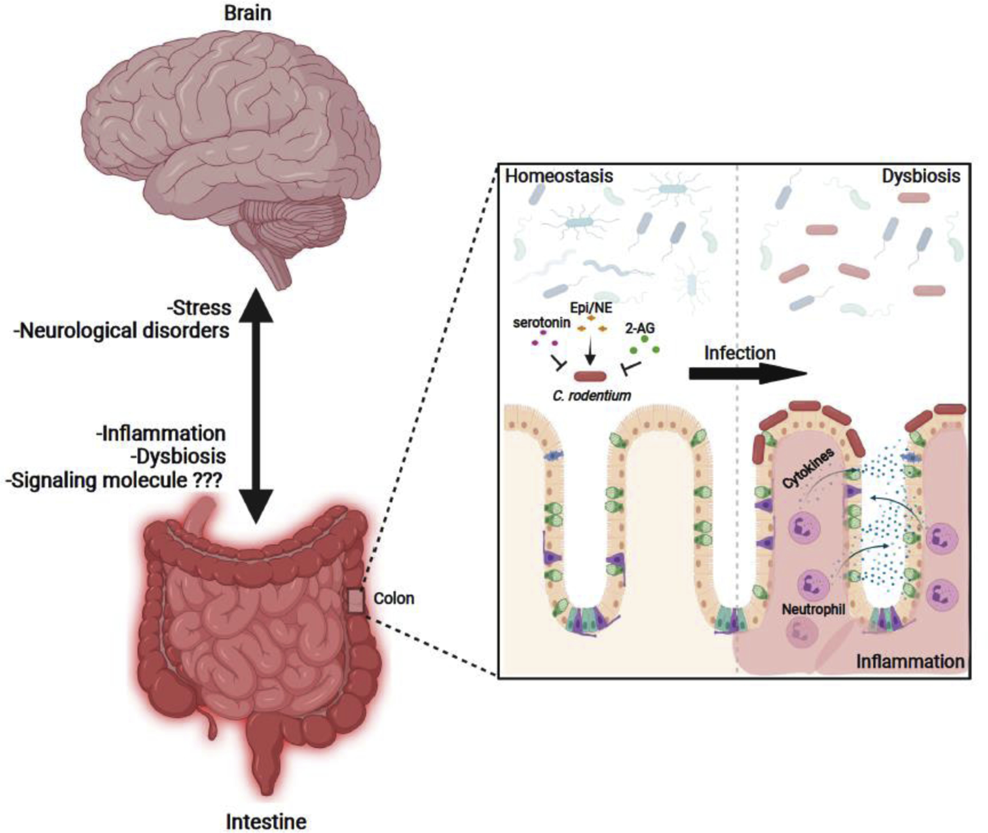 Figure 2: