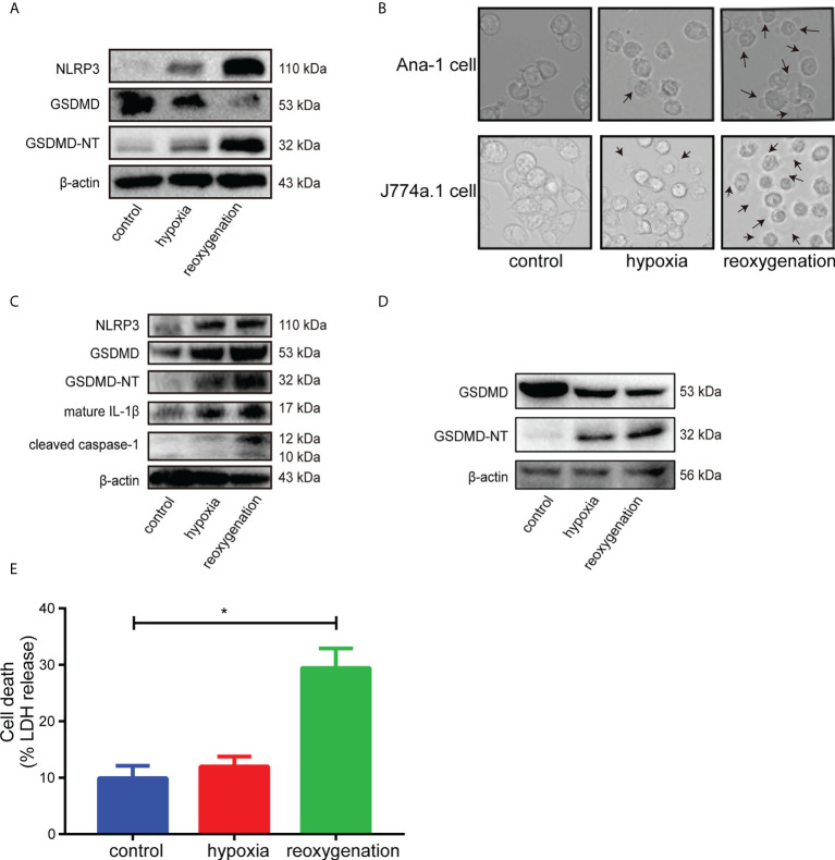 Figure 2