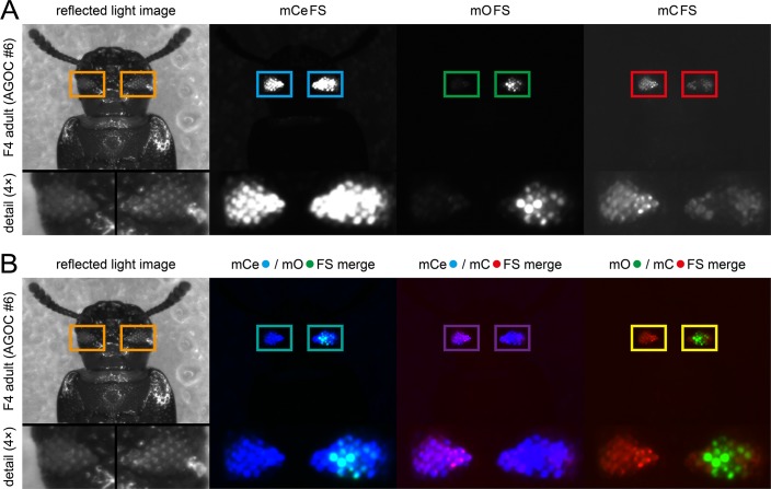 Figure 3—figure supplement 1.