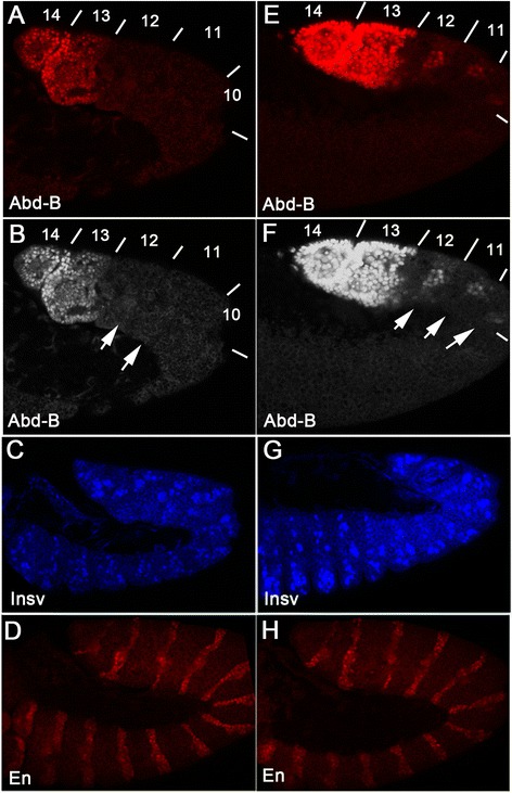 Fig. 9