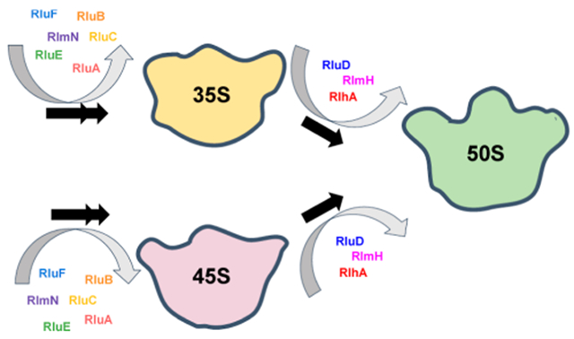 graphic file with name nihms-1829186-f0006.jpg