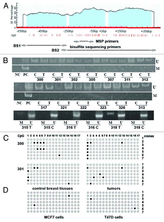 graphic file with name epi-7-930-g2.jpg