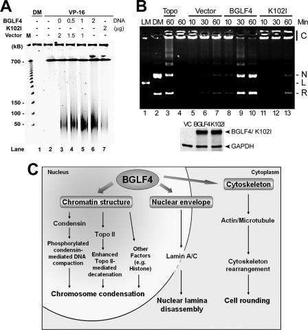 FIG. 7.